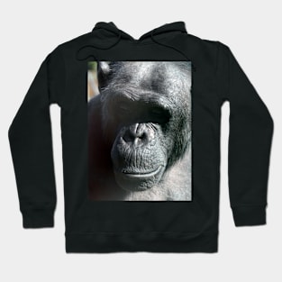 Chimpanzee Hoodie